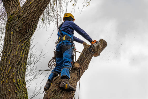 How Our Tree Care Process Works  in  Central City, IL